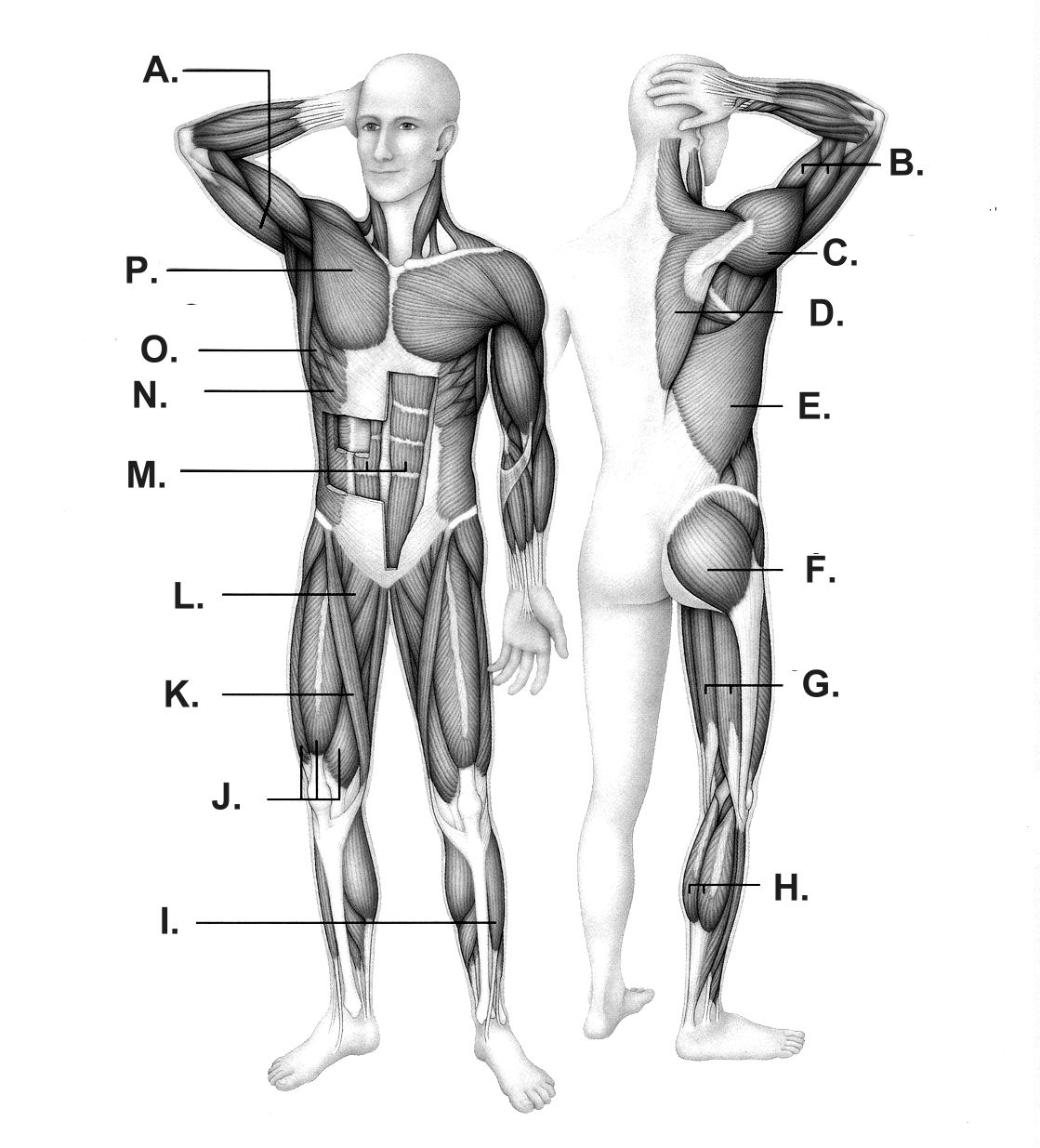 blank-diagram-of-human-body-muscles-fresh-unlabeled-muscle-diagram