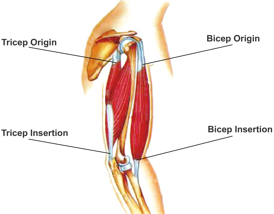 origin insertion – Global Fitness Institute