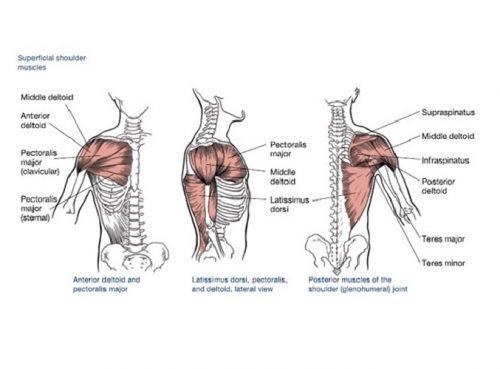 superficial-shoulder-muscles – Global Fitness Institute