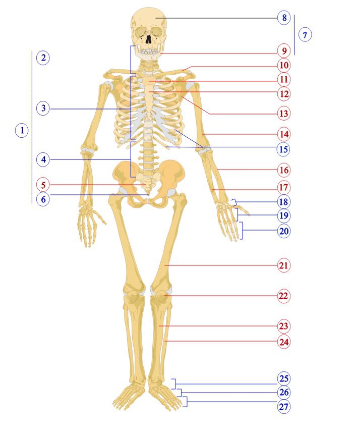 bones-numbered – Global Fitness Institute