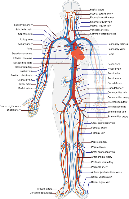 cardiovascular system – Global Fitness Institute